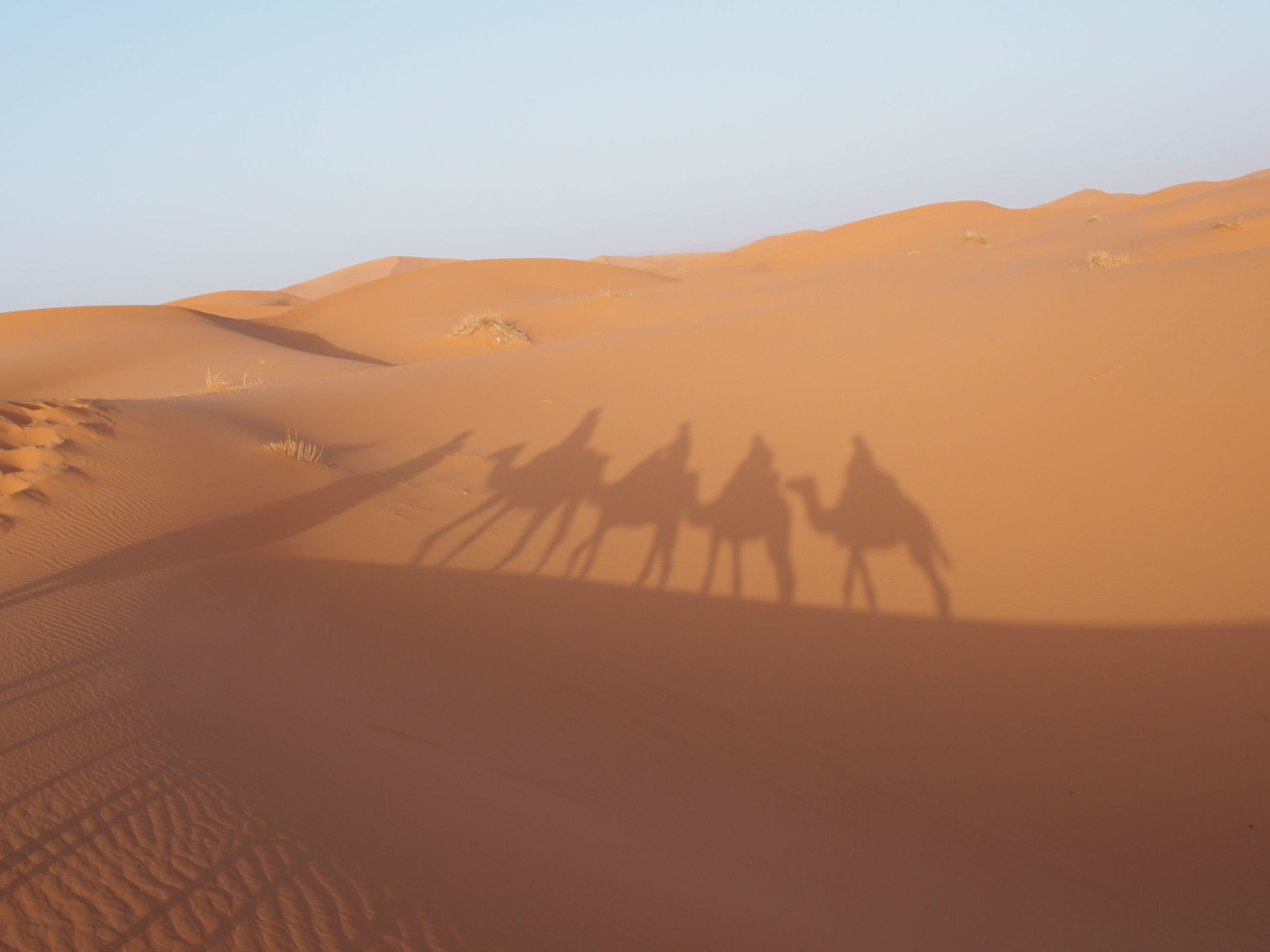 サハラ砂漠とラクダの影