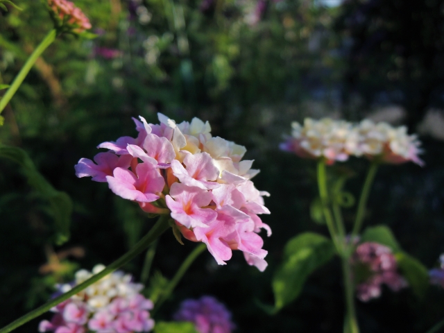 ランタナの花(ホセ・ムヒカ大統領の名言イメージ画像)